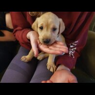 Labrador Retriever - Both