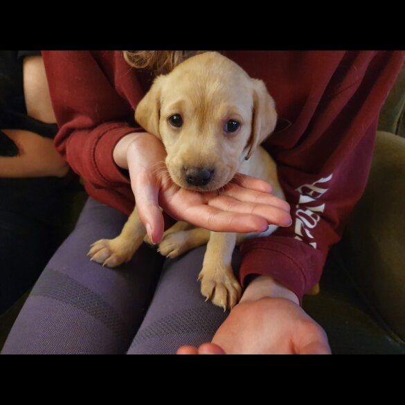 Labrador Retriever - Both