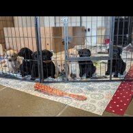 Labrador Retriever - Both