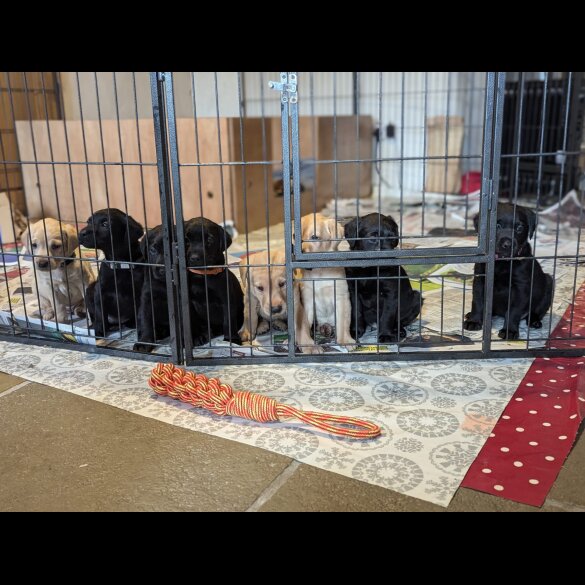 Labrador Retriever - Both
