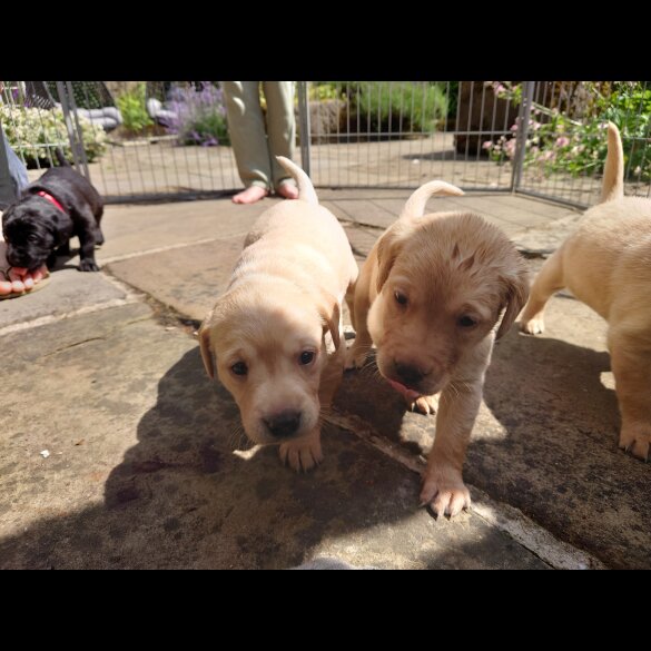 Labrador Retriever - Both