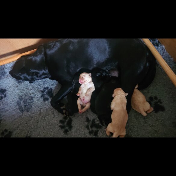 Labrador Retriever - Both