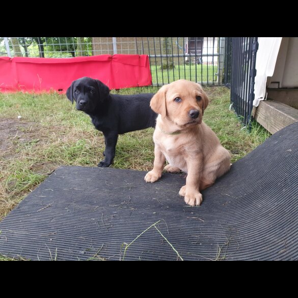 Labrador Retriever - Both