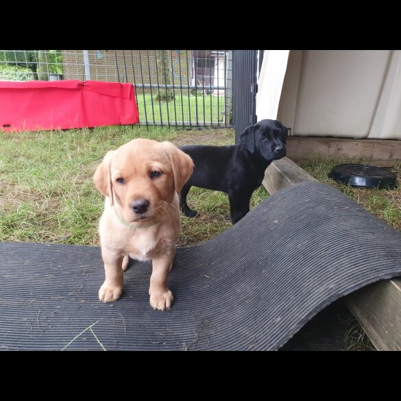 Labrador Retriever - Both