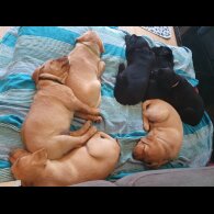 Labrador Retriever - Both