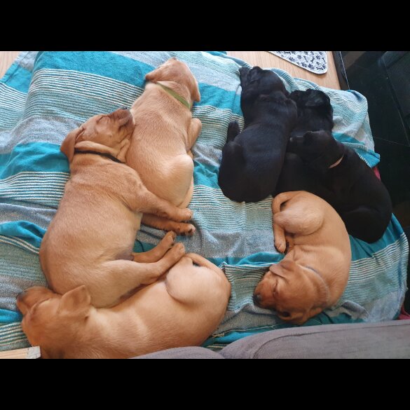Labrador Retriever - Both