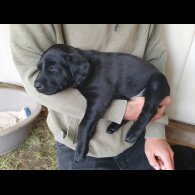 Labrador Retriever - Both