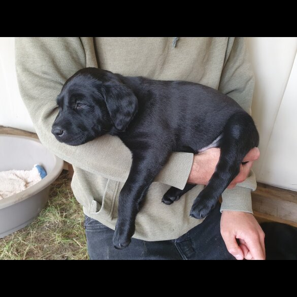 Labrador Retriever - Both