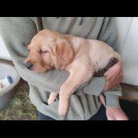 Labrador Retriever - Both