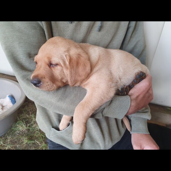 Labrador Retriever - Both