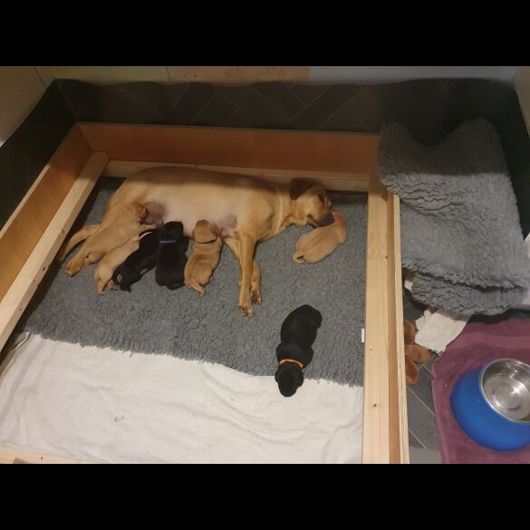 Labrador Retriever - Both