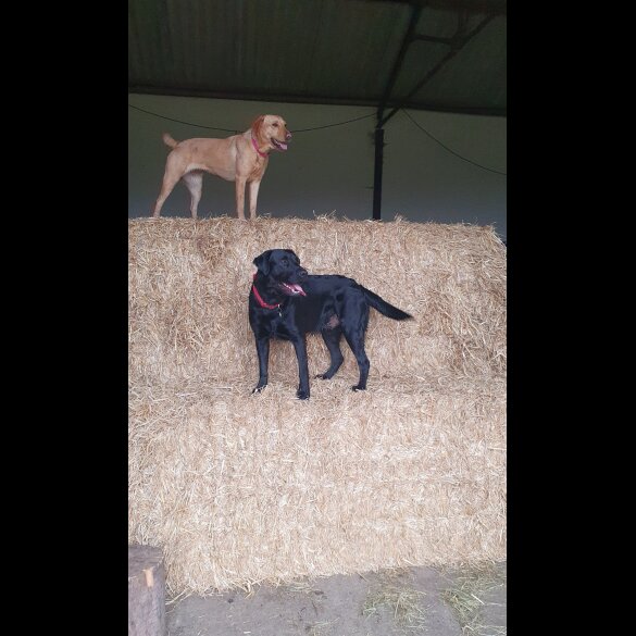 Labrador Retriever - Both