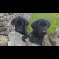 Labrador Retriever - Both