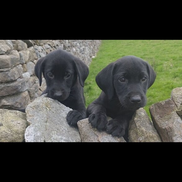 Labrador Retriever - Both