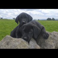 Labrador Retriever - Both