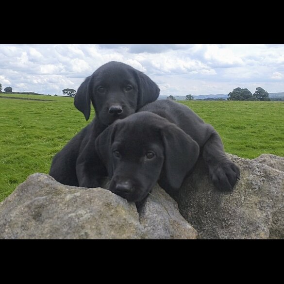 Labrador Retriever - Both