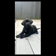 Labrador Retriever - Dogs