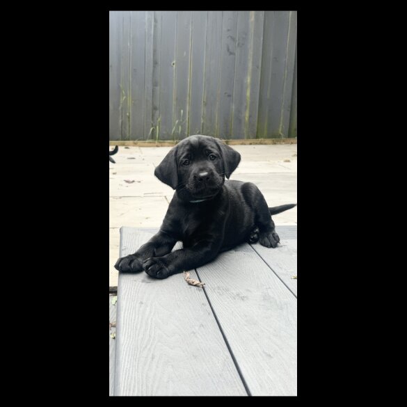 Labrador Retriever - Dogs
