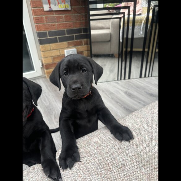 Labrador Retriever - Dogs
