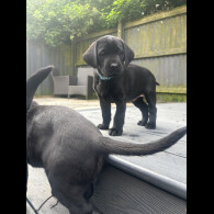 Labrador Retriever - Dogs