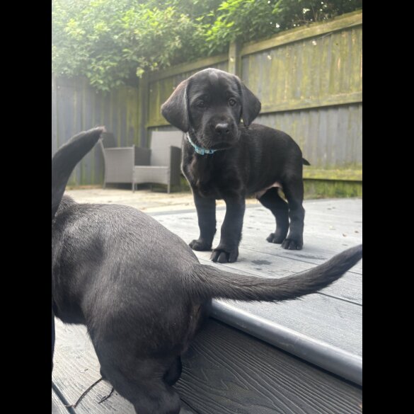 Labrador Retriever - Dogs