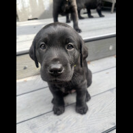 Labrador Retriever - Dogs