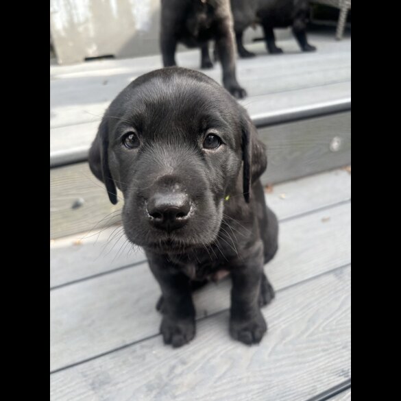 Labrador Retriever - Dogs
