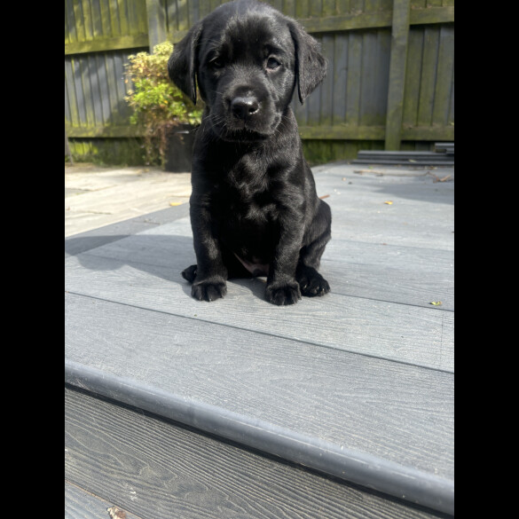 Labrador Retriever - Dogs