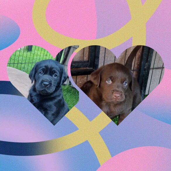 Labrador Retriever - Both