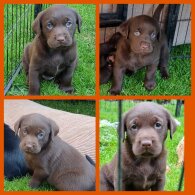 Labrador Retriever - Both
