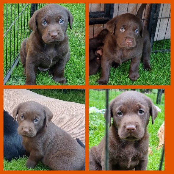 Labrador Retriever - Both