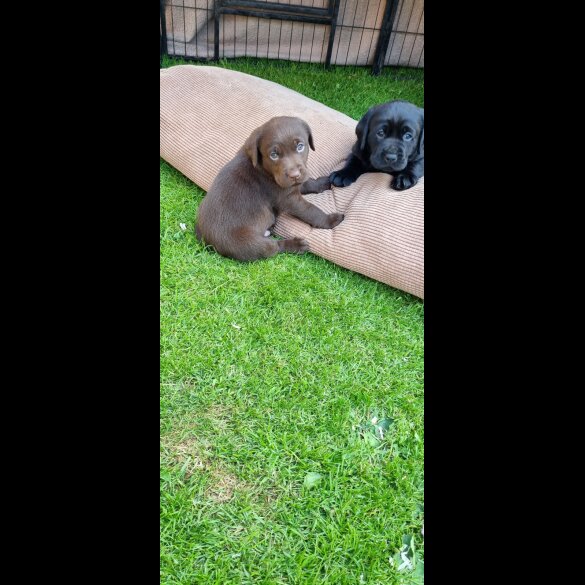 Labrador Retriever - Both