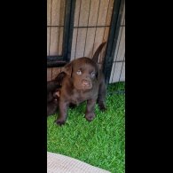 Labrador Retriever - Both