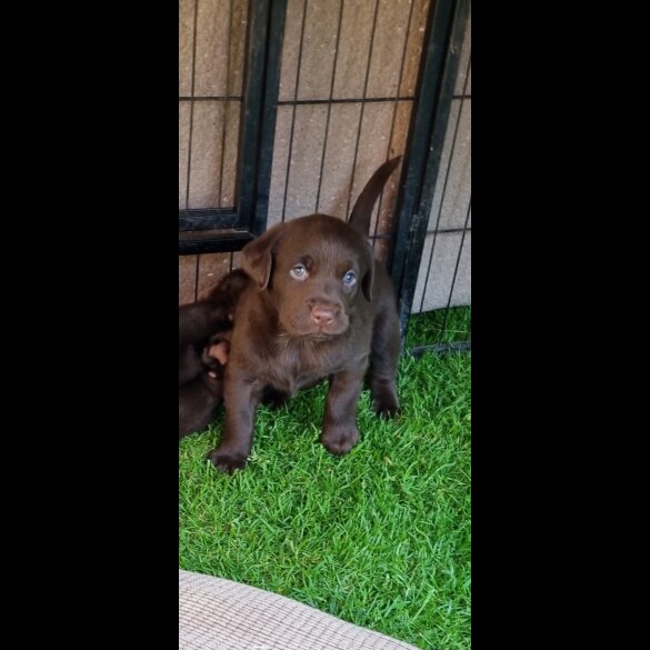 Labrador Retriever - Both