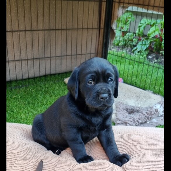 Labrador Retriever - Both