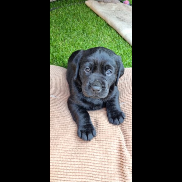 Labrador Retriever - Both