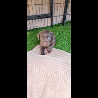 Labrador Retriever - Both