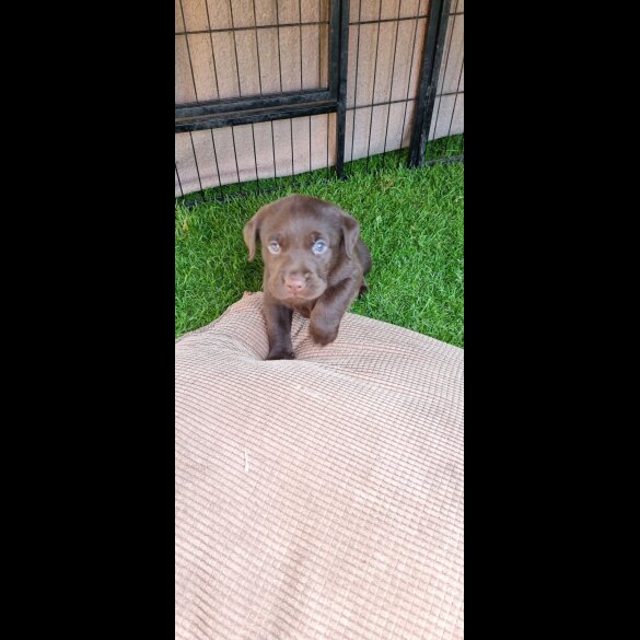 Labrador Retriever - Both