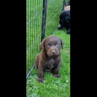 Labrador Retriever - Both