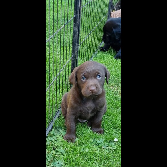 Labrador Retriever - Both