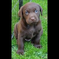 Labrador Retriever - Both