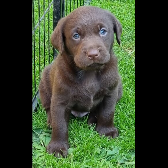 Labrador Retriever - Both
