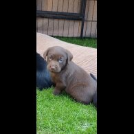 Labrador Retriever - Both