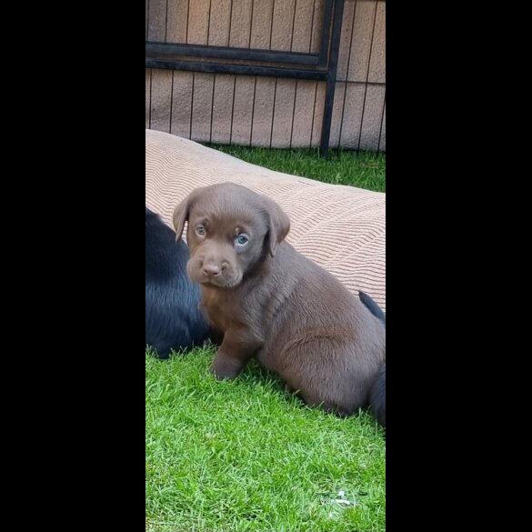 Labrador Retriever - Both