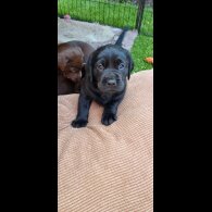 Labrador Retriever - Both