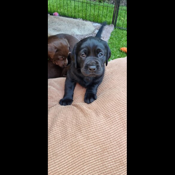 Labrador Retriever - Both