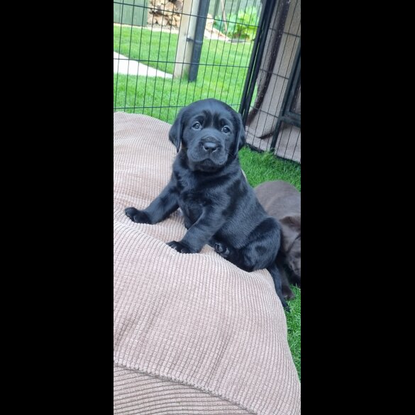 Labrador Retriever - Both