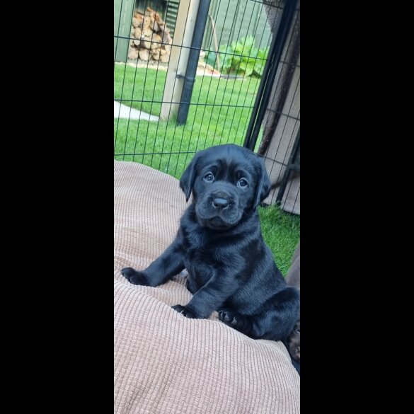 Labrador Retriever - Both