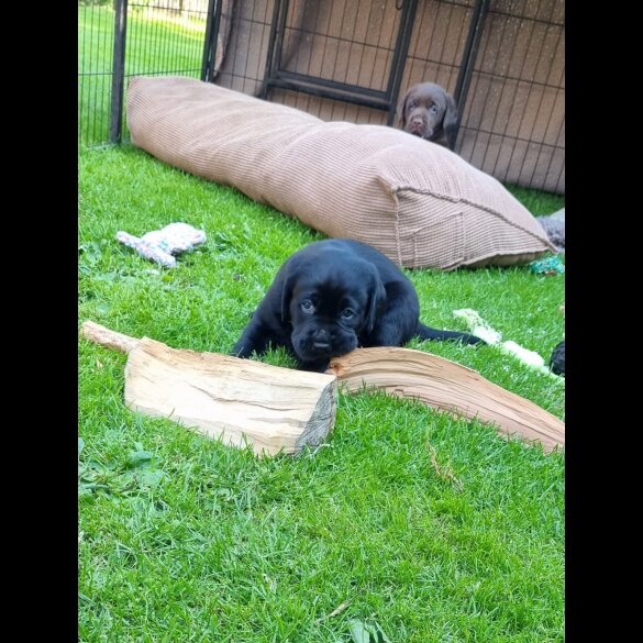 Labrador Retriever - Both