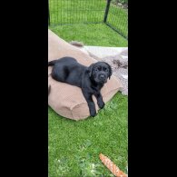 Labrador Retriever - Both